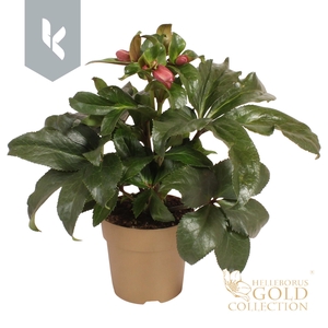HGC Helleborus Ice N Roses Early Rose in goud