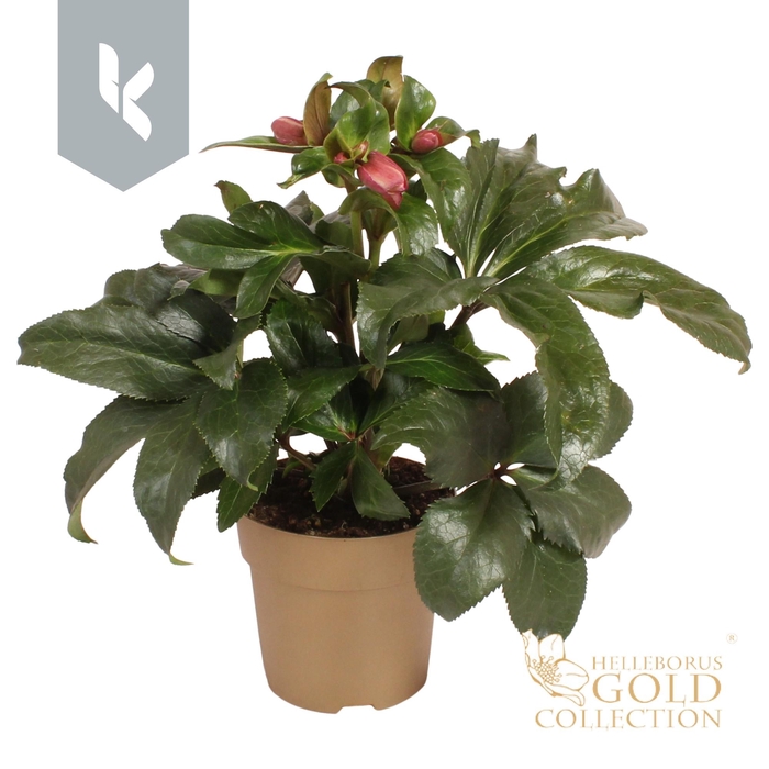 <h4>HGC Helleborus Ice N Roses Early Rose in goud</h4>