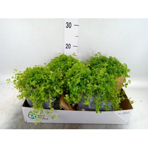 Arr. Kamerplant Groen L%