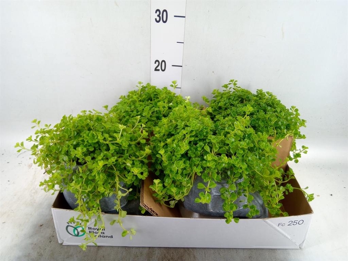 <h4>Arr. Kamerplant Groen L%</h4>