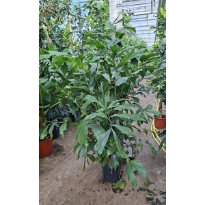Caryota mitis