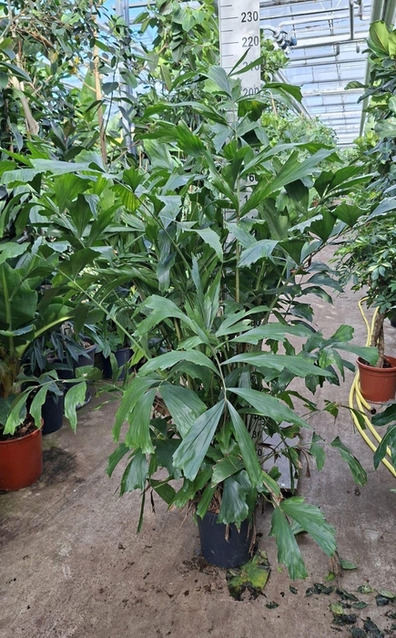 <h4>Caryota mitis</h4>