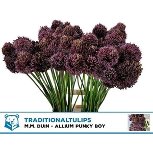 Allium Pinky