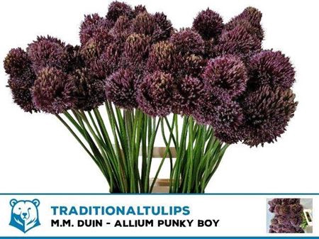 <h4>Allium Pinky</h4>