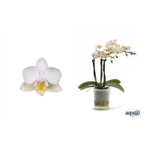 Phal p06 Tiny Dolls white 3T18+ Aqu@