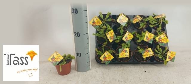 <h4>DIONAEA MUSCIPULA</h4>