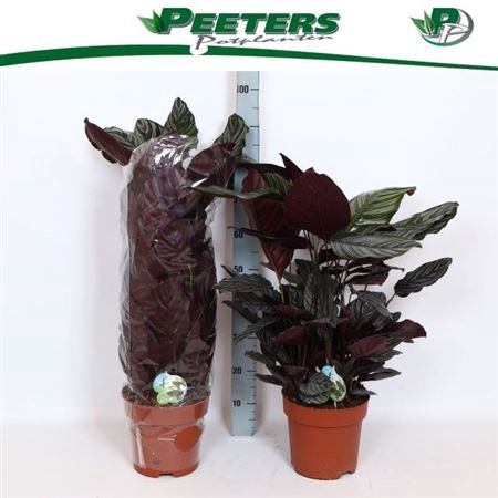 <h4>Calathea sanderiana</h4>