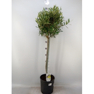 Olea europaea