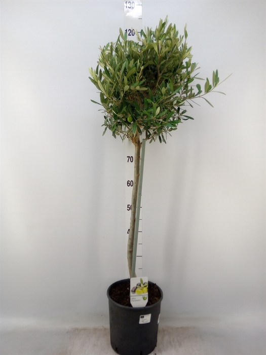 <h4>Olea europaea</h4>