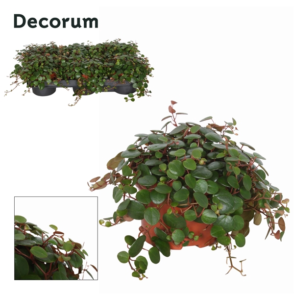<h4>Peperomia Pepperspot 10,5 cm</h4>