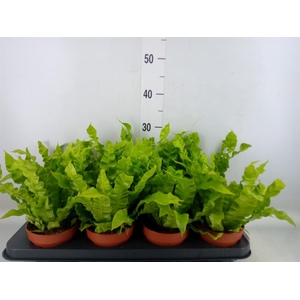 Asplenium nidus 'Crispy Wave'