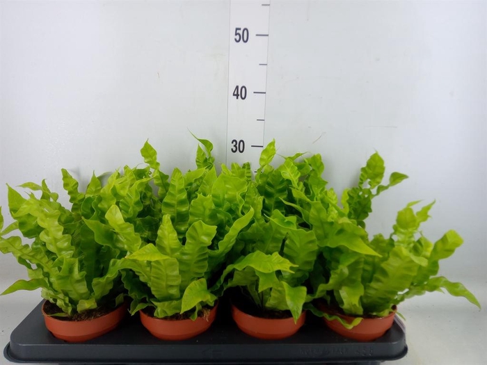 <h4>Asplenium nidus 'Crispy Wave'</h4>