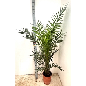 Phoenix Canariensis