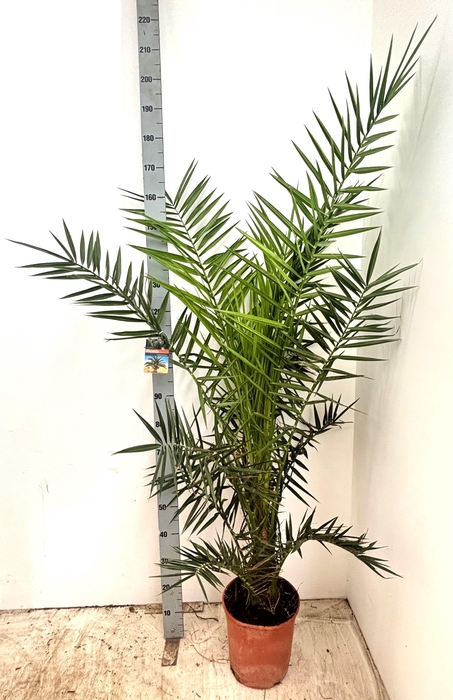 <h4>Phoenix Canariensis</h4>