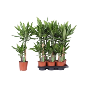 Dracaena Steudneri Green, 17 cm pot