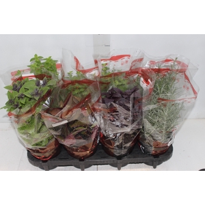 ERVAS AROMATICAS P15