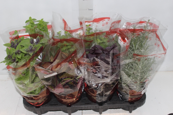 ERVAS AROMATICAS P15