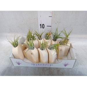 Tillandsia
