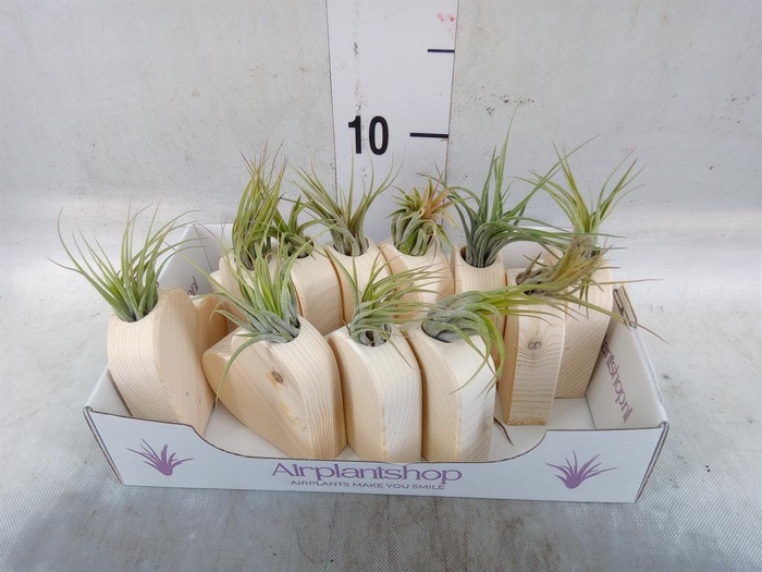 <h4>Tillandsia</h4>