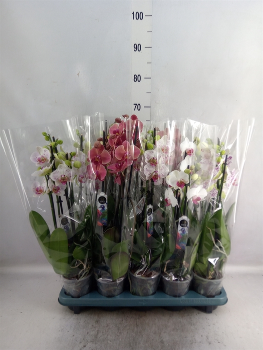 <h4>Phalaenopsis   ...mix  5</h4>