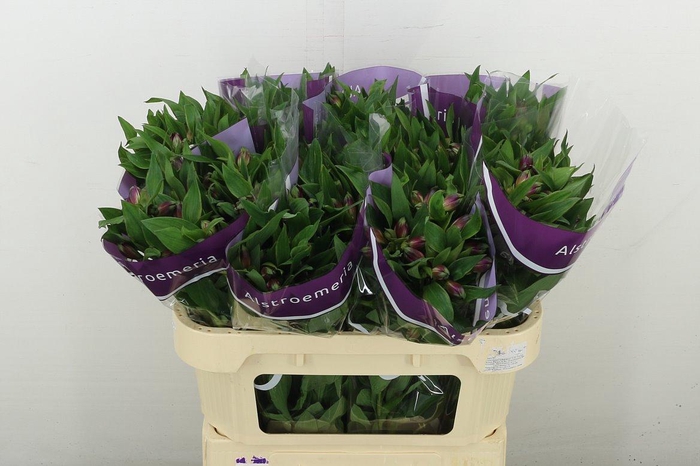 <h4>Alstr Carline</h4>