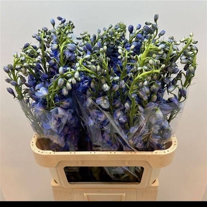 DELPH DU GUARD BLUE