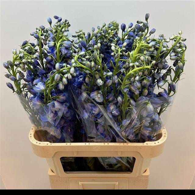 <h4>DELPH DU GUARD BLUE</h4>
