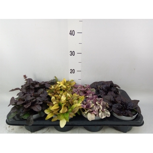 Ajuga  'Feath Friends'   ...mix