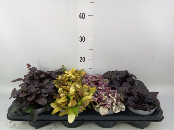 <h4>Ajuga  'Feath Friends'   ...mix</h4>
