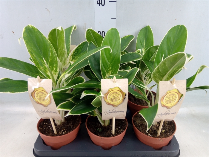 <h4>Aglaonema  'White Lime'</h4>