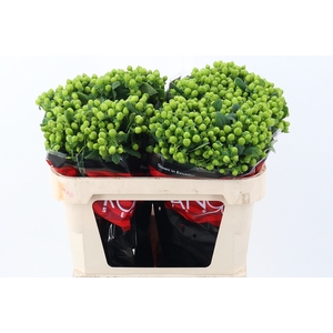 Hyp Lucky Rom 70cm