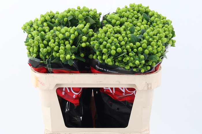 <h4>Hyp Lucky Rom 70cm</h4>