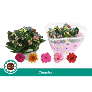 Kalanchoë Cinqolori - Carnaval