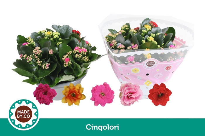 <h4>Kalanchoë Cinqolori - Carnaval</h4>