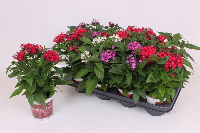 PENTAS BEEBRIGHT GEM