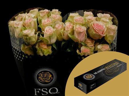 <h4>R Gr Frutteto Box</h4>