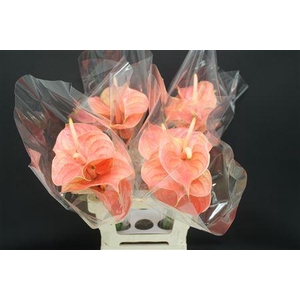 Anthurium Nunzia