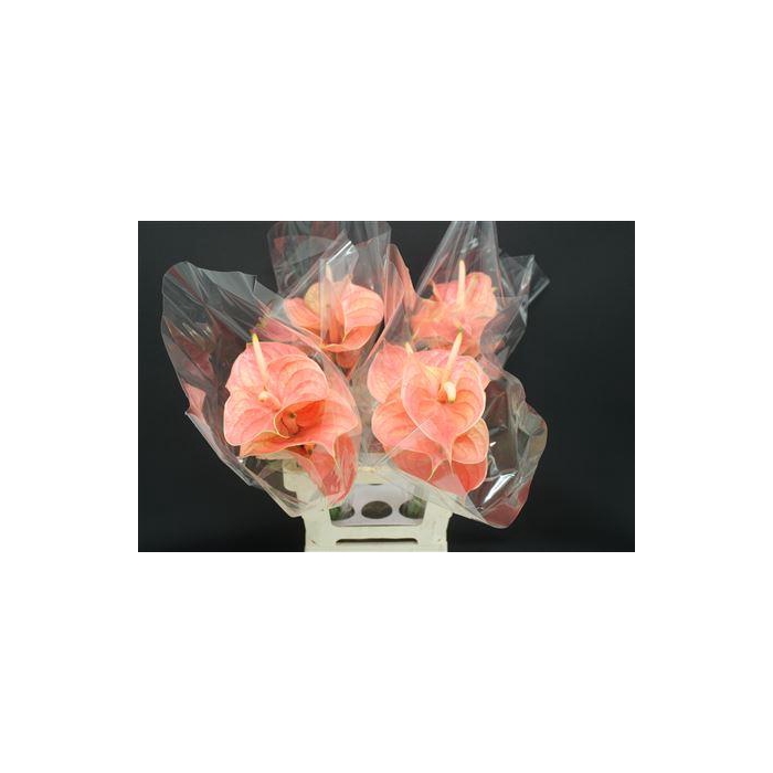 <h4>Anthurium Nunzia</h4>