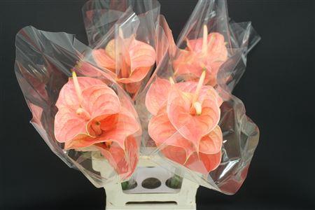 Anthurium Nunzia