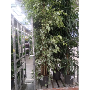 Ficus benja. 'Golden King'