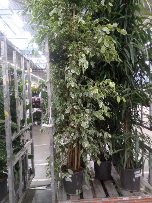 <h4>Ficus benja. 'Golden King'</h4>