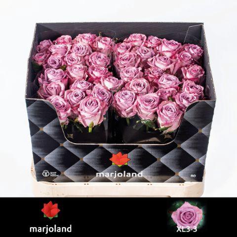 <h4>R GR NAYELI! XL</h4>