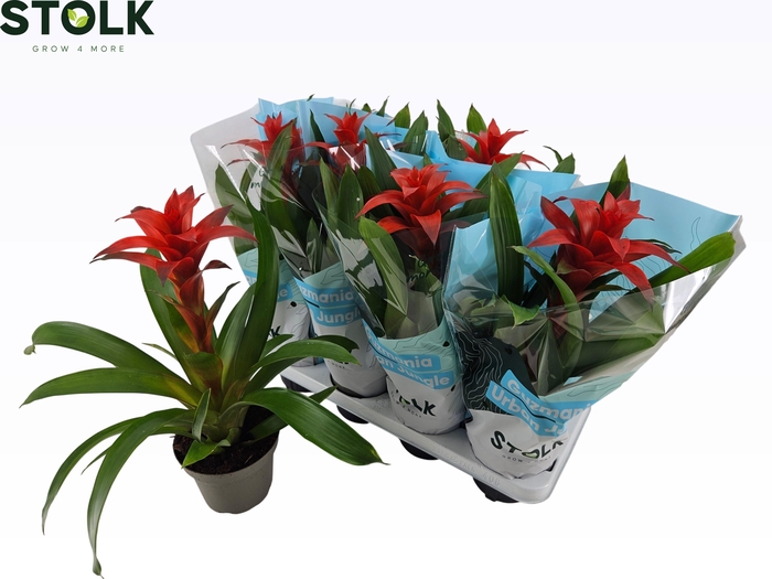 <h4>GUZM CALYPSO</h4>