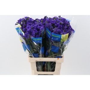 Lim S Crystal Dark Blue 70cm