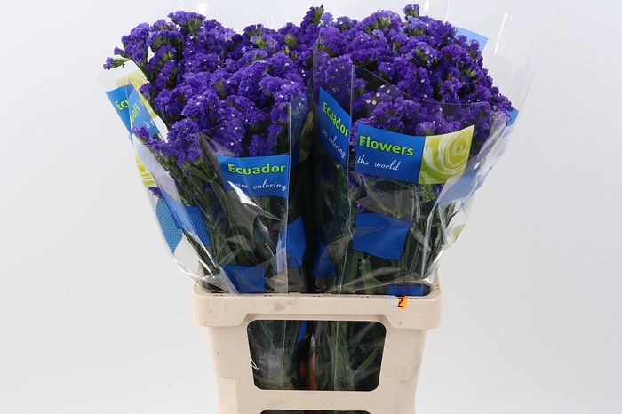 <h4>Lim S Crystal Dark Blue 70cm</h4>