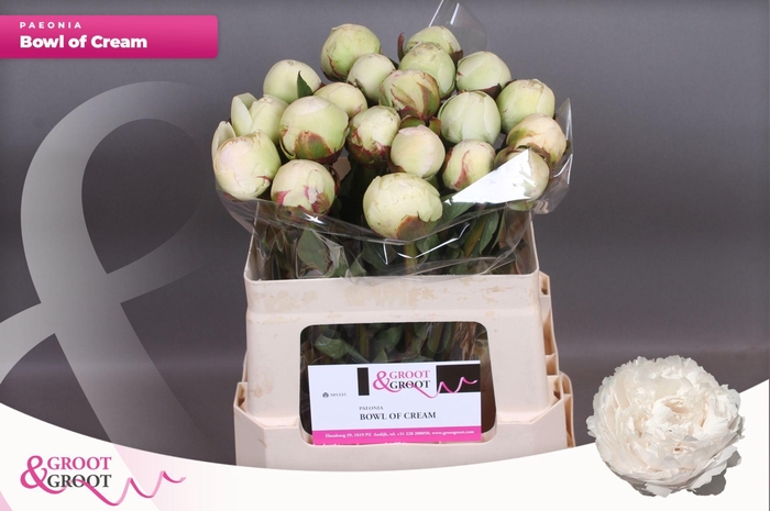 <h4>Paeonia Bowl Of Cream | Heavy Quality</h4>