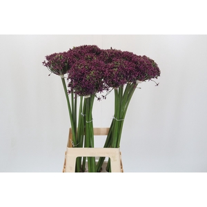 Allium Cherry