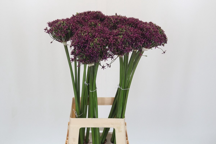 <h4>Allium Cherry</h4>