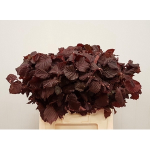 CORYL AV ROTER ZELLE