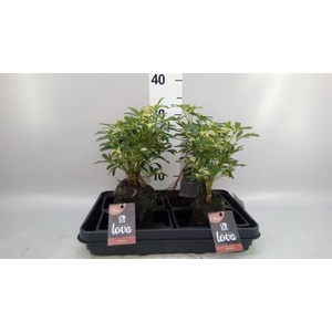 Arr.   Kamerplant Groen H%